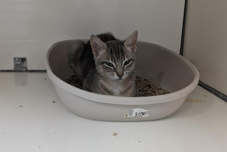 Fundmeldung Katze  Weiblich La Guerche-de-Bretagne Frankreich