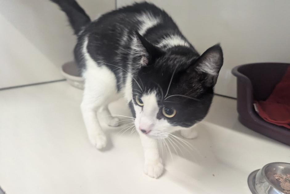 Fundmeldung Katze Männliche Vitré Frankreich Fundmeldung Katze Männliche Vitré Frankreich