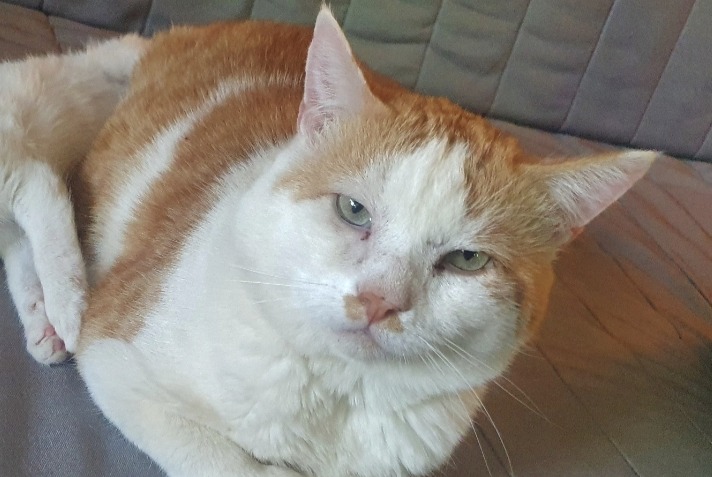 Alerte Disparition Chat Mâle , 10 ans Guignen France Alerte Disparition Chat Mâle , 10 ans Guignen France