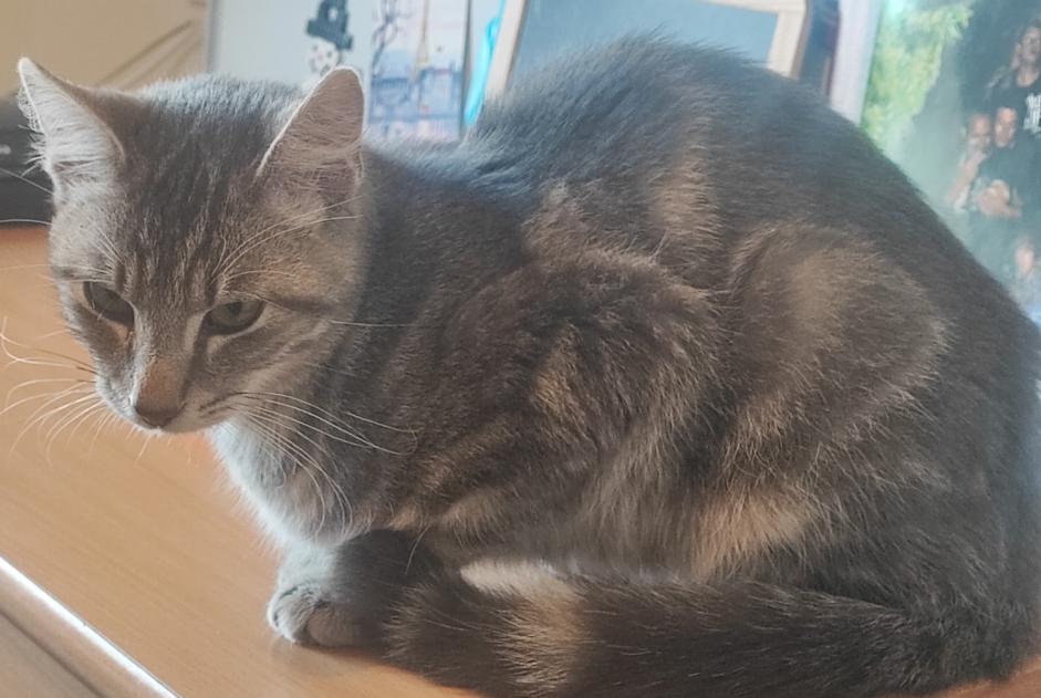 Alerte Découverte Chat Mâle Paimpont France