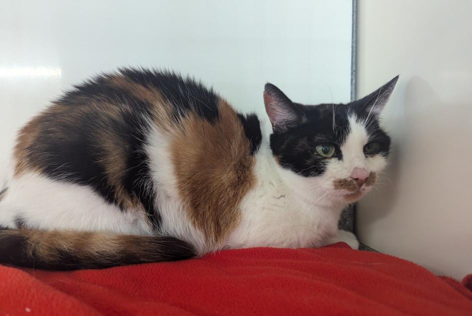 Alerte Découverte Chat Femelle Vitré France Alerte Découverte Chat Femelle Vitré France