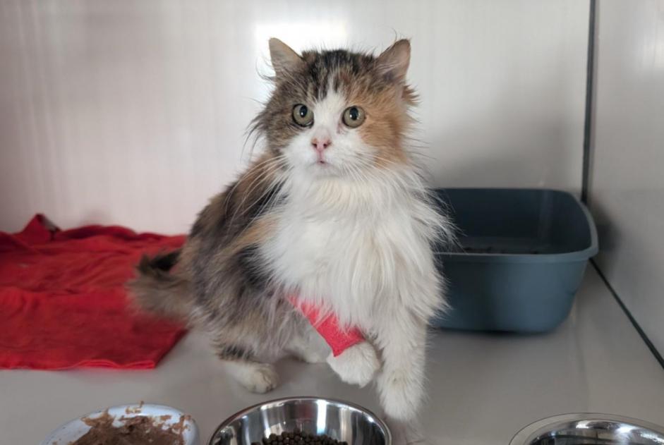Alerte Découverte Chat  Femelle Erbrée France