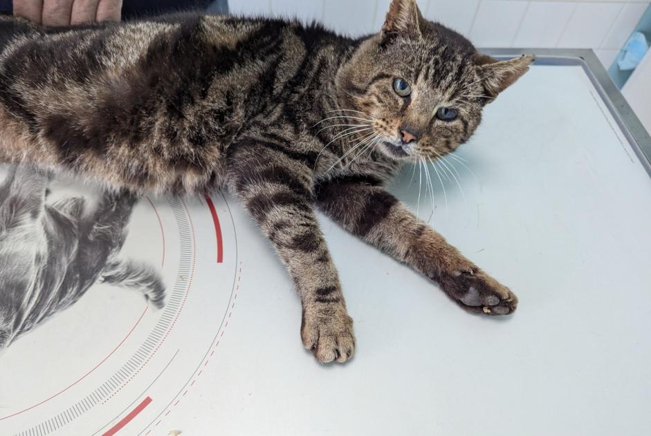 Alerte Découverte Chat Mâle Torcé France Alerte Découverte Chat Mâle Torcé France