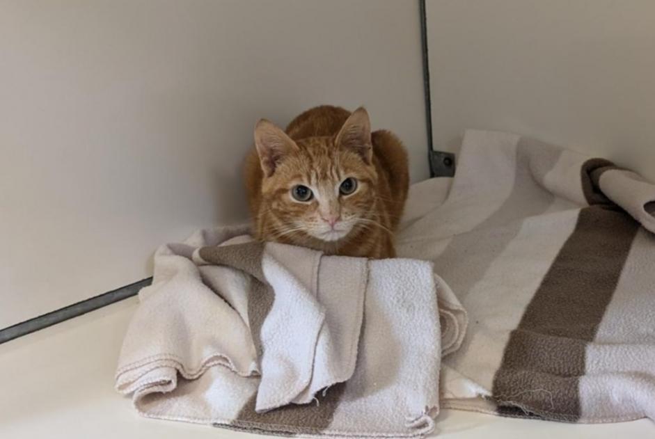 Alerte Découverte Chat  Mâle Châteaubourg France