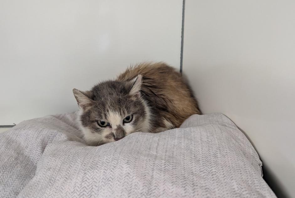Alerte Découverte Chat Femelle La Chapelle-Erbrée France Alerte Découverte Chat Femelle La Chapelle-Erbrée France