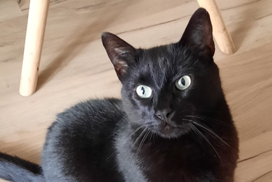 Alerte Disparition Chat Mâle , 6 ans Dol-de-Bretagne France