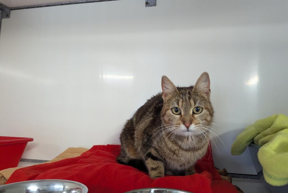 Alerte Découverte Chat Femelle Vitré France Alerte Découverte Chat Femelle Vitré France