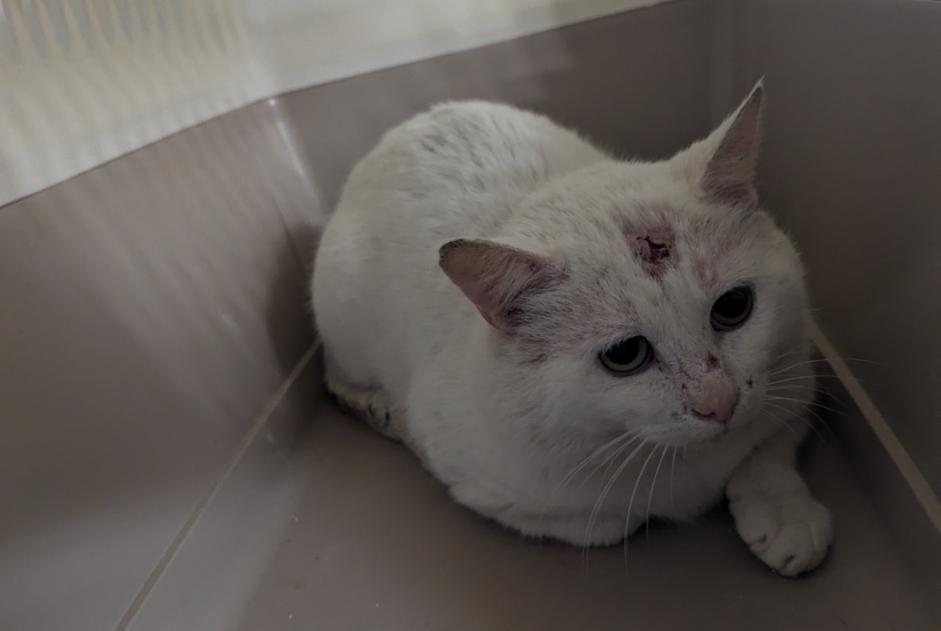 Alerte Découverte Chat Mâle Châteaubourg France
