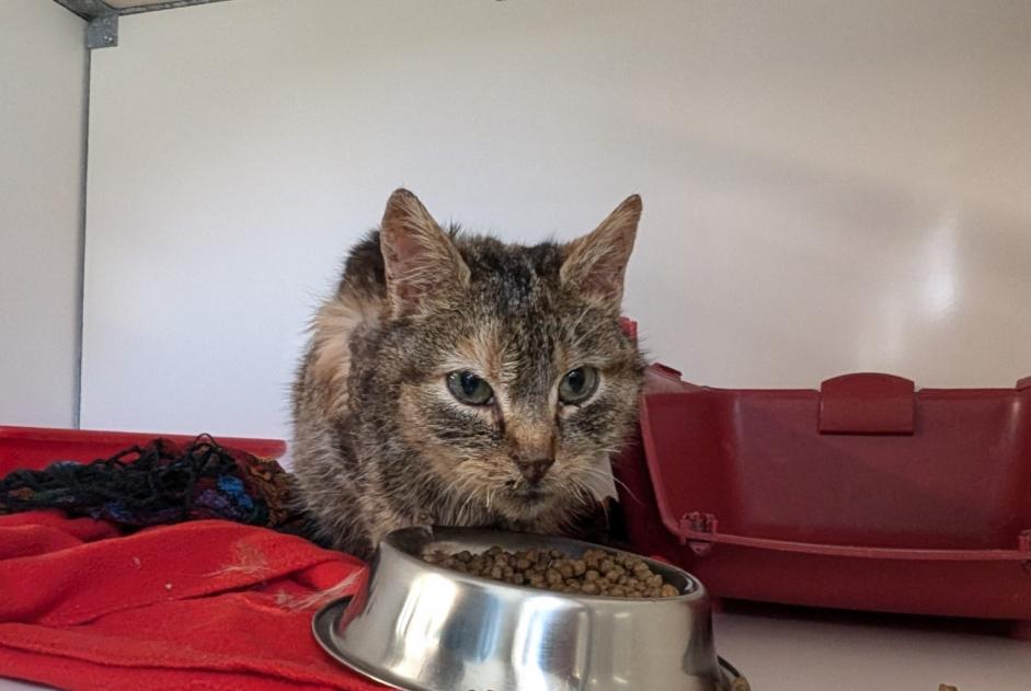 Alerte Découverte Chat  Femelle Argentré-du-Plessis France