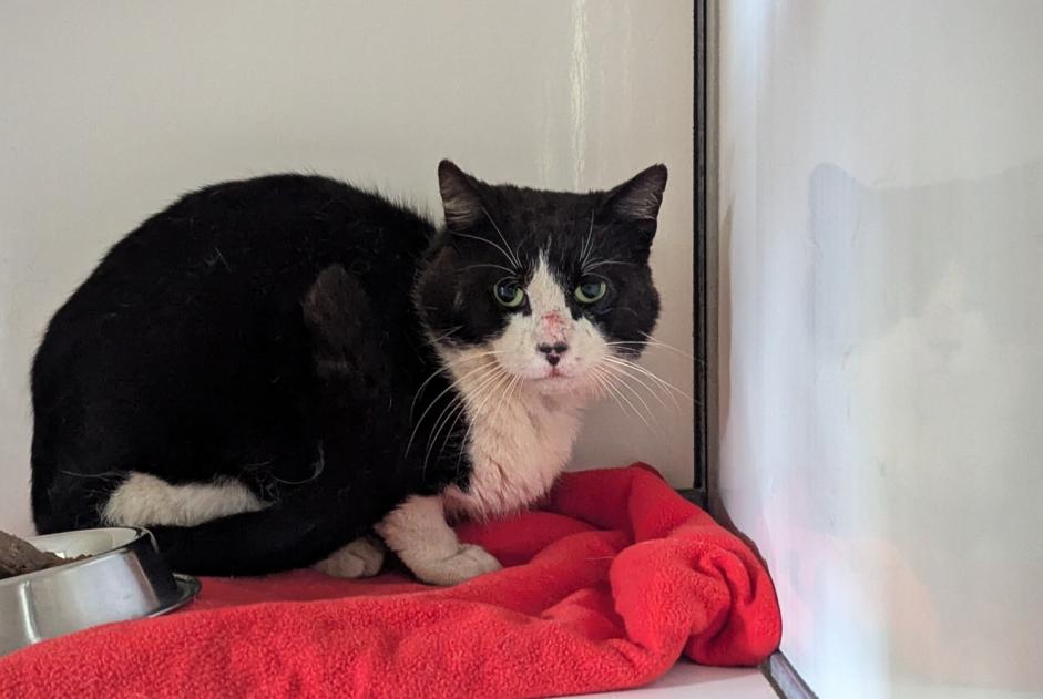 Alerte Découverte Chat Mâle Domagné France