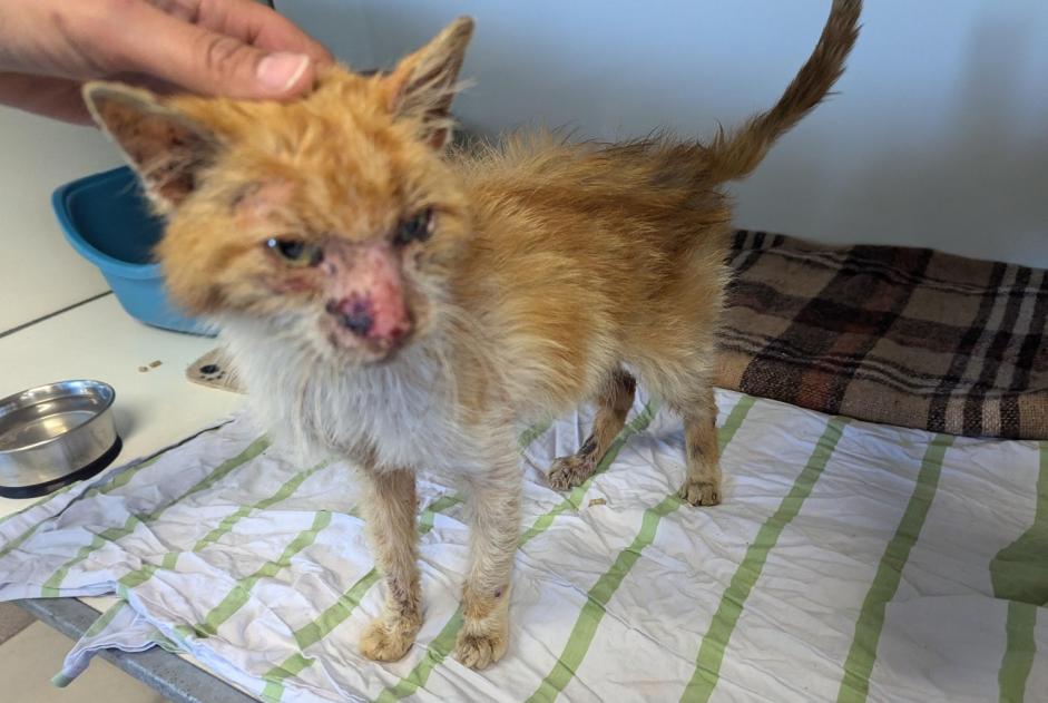 Alerte Découverte Chat Mâle Visseiche France Alerte Découverte Chat Mâle Visseiche France