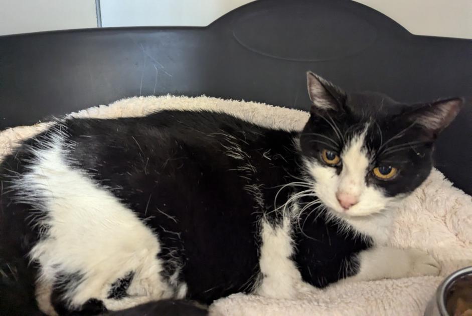 Alerte Découverte Chat Femelle Argentré-du-Plessis France Alerte Découverte Chat Femelle Argentré-du-Plessis France