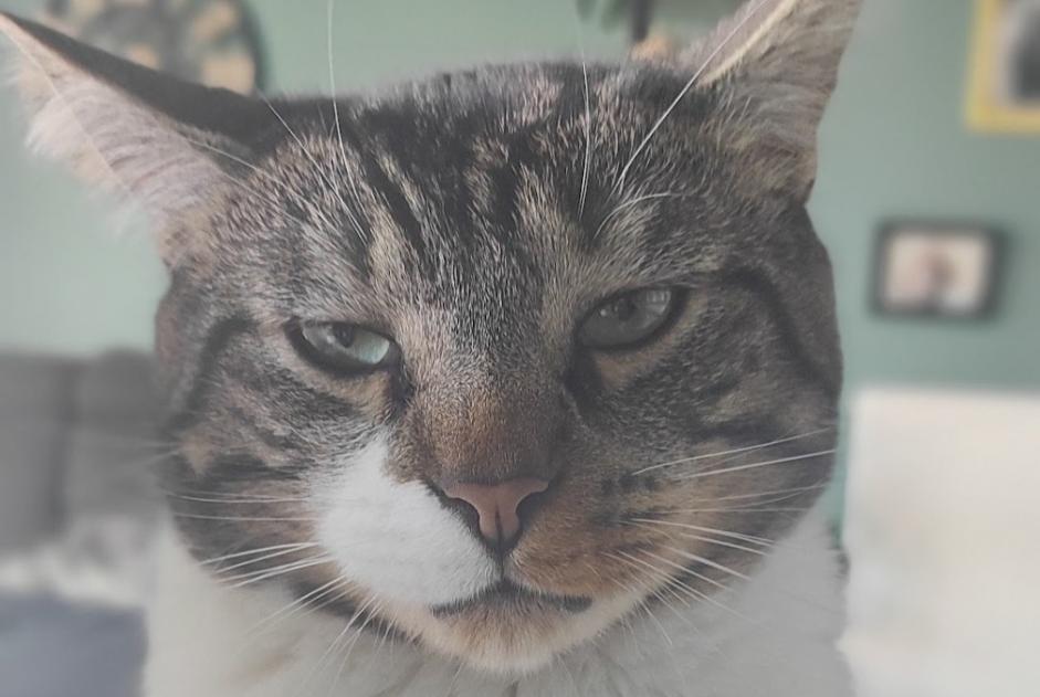Alerte Disparition Chat Mâle , 5 ans Saint-Malo France