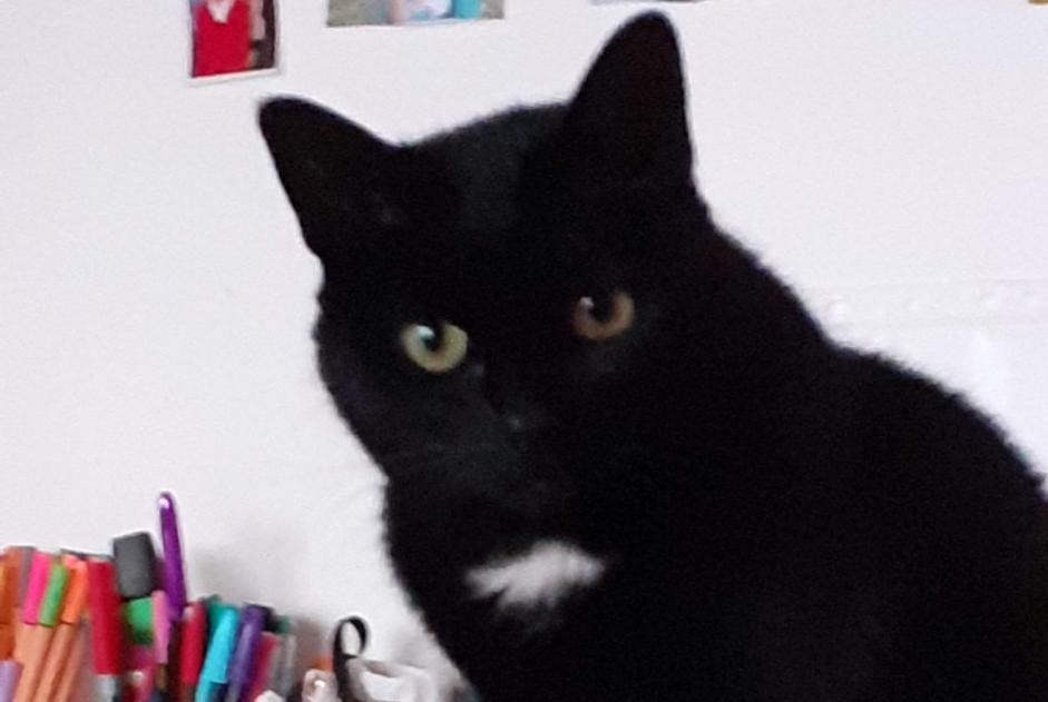 Alerte Disparition Chat  Femelle , 12 ans Erbrée France