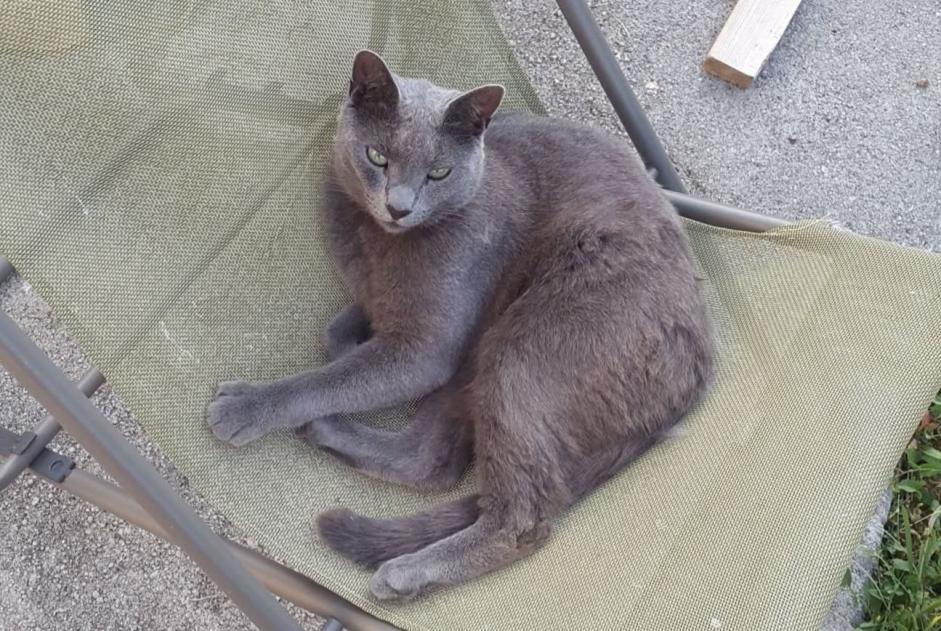 Alerte Disparition Chat  Mâle , 9 ans La Ville-ès-Nonais France