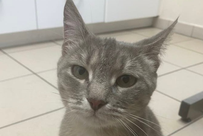 Alerte Découverte Chat Femelle Rennes France Alerte Découverte Chat Femelle Rennes France