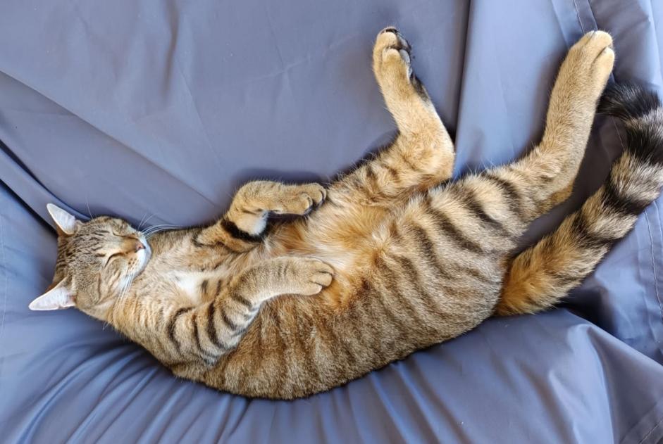 Alerte Disparition Chat croisement Mâle , 2 ans Saint-Méloir-des-Ondes France Alerte Disparition Chat croisement Mâle , 2 ans Saint-Méloir-des-Ondes France