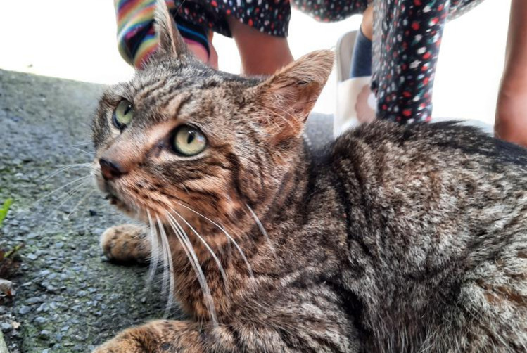 Alerte Découverte Chat Femelle Bécherel France