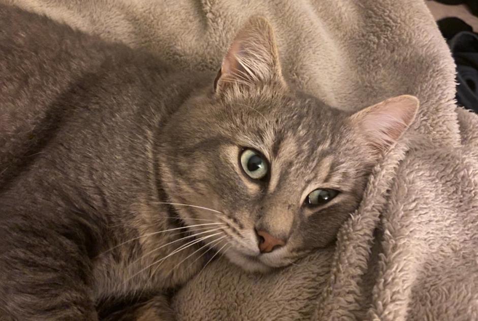 Alerte Découverte Chat Mâle , 3 ans Dinard France