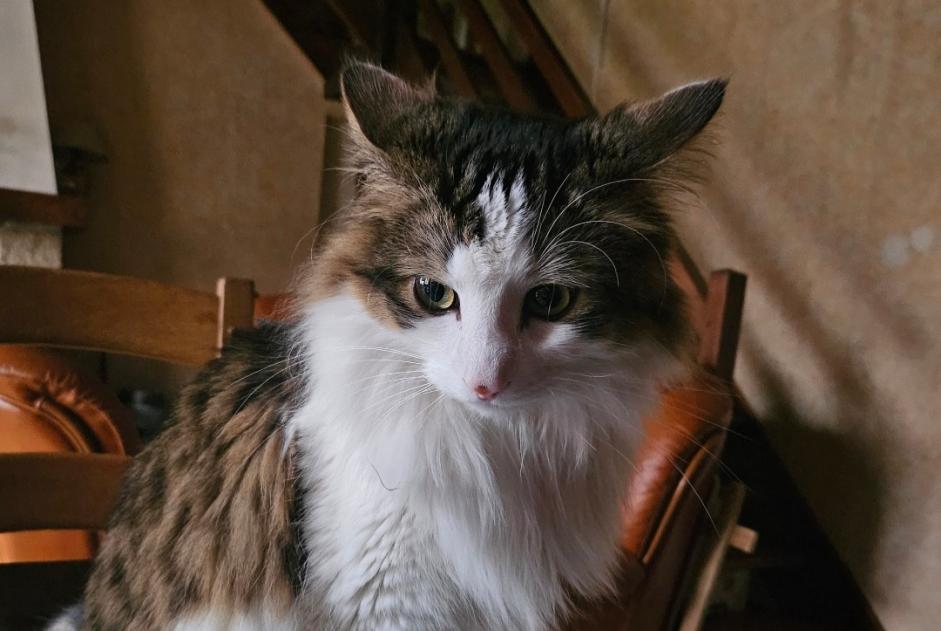 Alerte Disparition Chat croisement  Mâle , 3 ans Gaël France