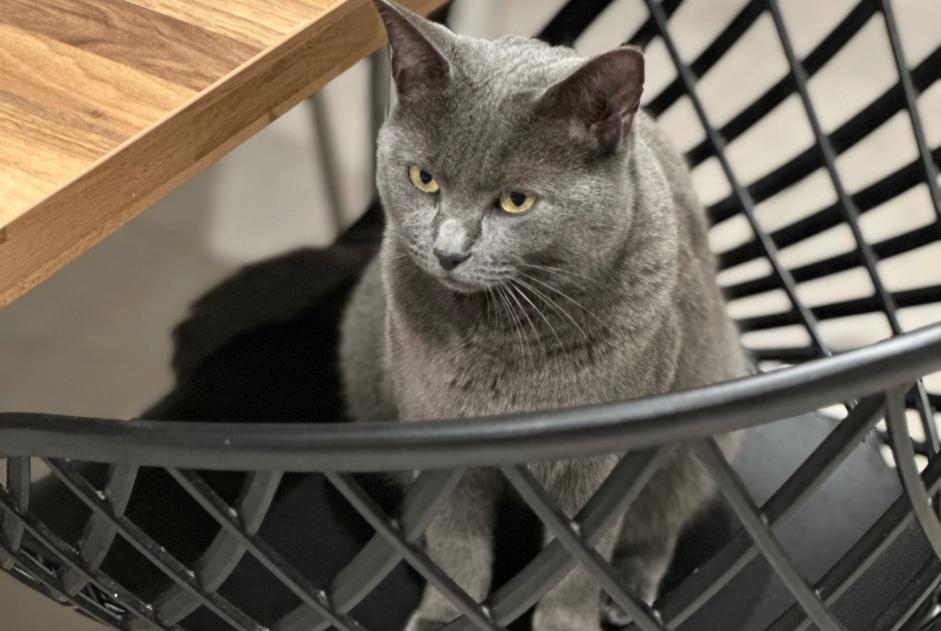 Alerte Disparition Chat  Femelle , 4 ans Vern-sur-Seiche France