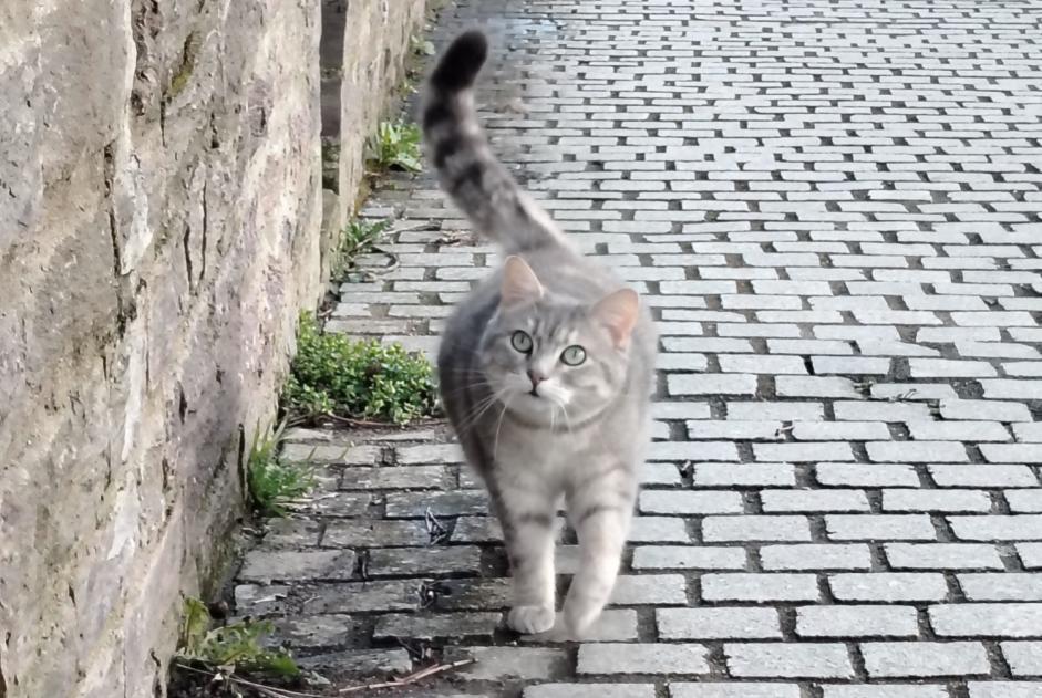 Avviso scomparsa Gatto  Femmina , 5 anni Rennes Francia