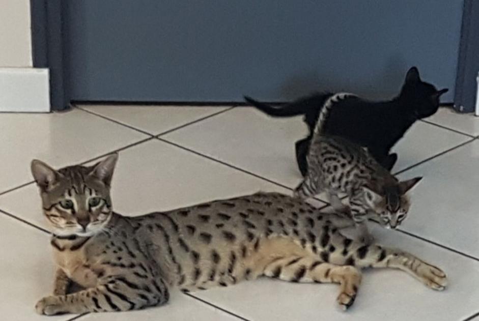 Avviso scomparsa Gatto Maschio , 2 anni Bléruais Francia Avviso scomparsa Gatto Maschio , 2 anni Bléruais Francia
