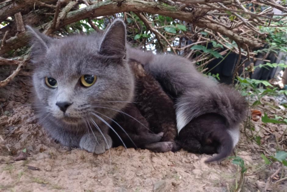 Avviso Ritrovamento Gatto Femmina Domagné Francia Avviso Ritrovamento Gatto Femmina Domagné Francia