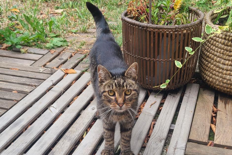 Avviso Ritrovamento Gatto Non conosciuta Vezin-le-Coquet Francia Avviso Ritrovamento Gatto Non conosciuta Vezin-le-Coquet Francia