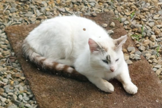 Avviso Ritrovamento Gatto Maschio Dingé Francia Avviso Ritrovamento Gatto Maschio Dingé Francia