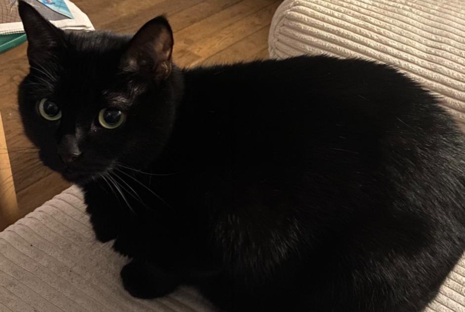 Verdwijningsalarm Kat Vrouwtje , 5 jaar Rennes Frankrijk Verdwijningsalarm Kat Vrouwtje , 5 jaar Rennes Frankrijk
