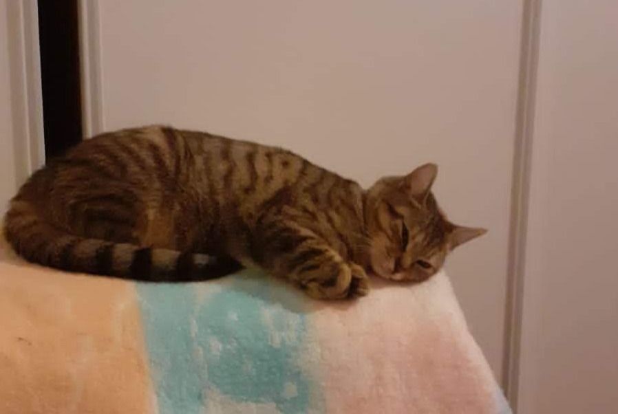 Ajude Nos A Encontrar Este Gato Perdido Rennes Ille Et Vilaine