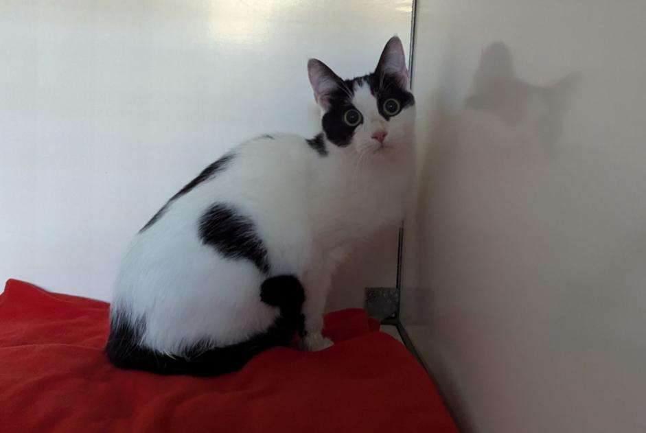 Alerta descoberta Gato  Fêmea Vitré France
