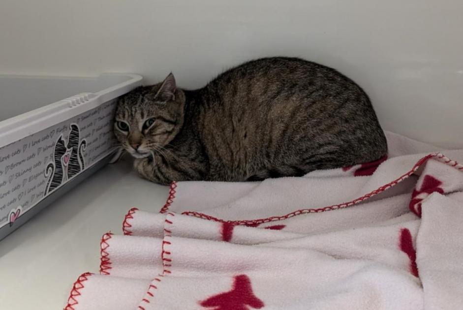 Alerta descoberta Gato  Desconhecido Vitré France