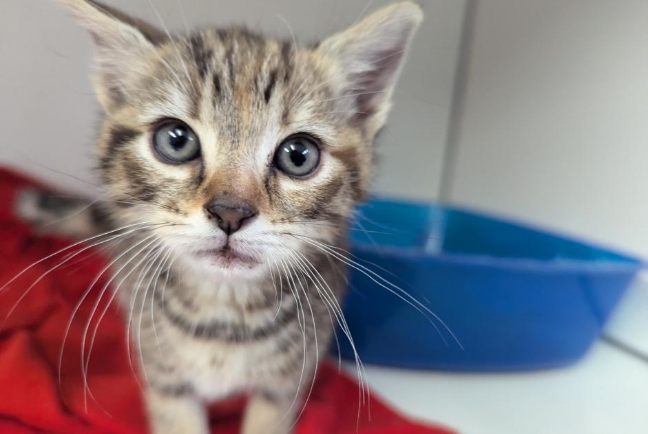 Alerta descoberta Gato Fêmea Vitré France