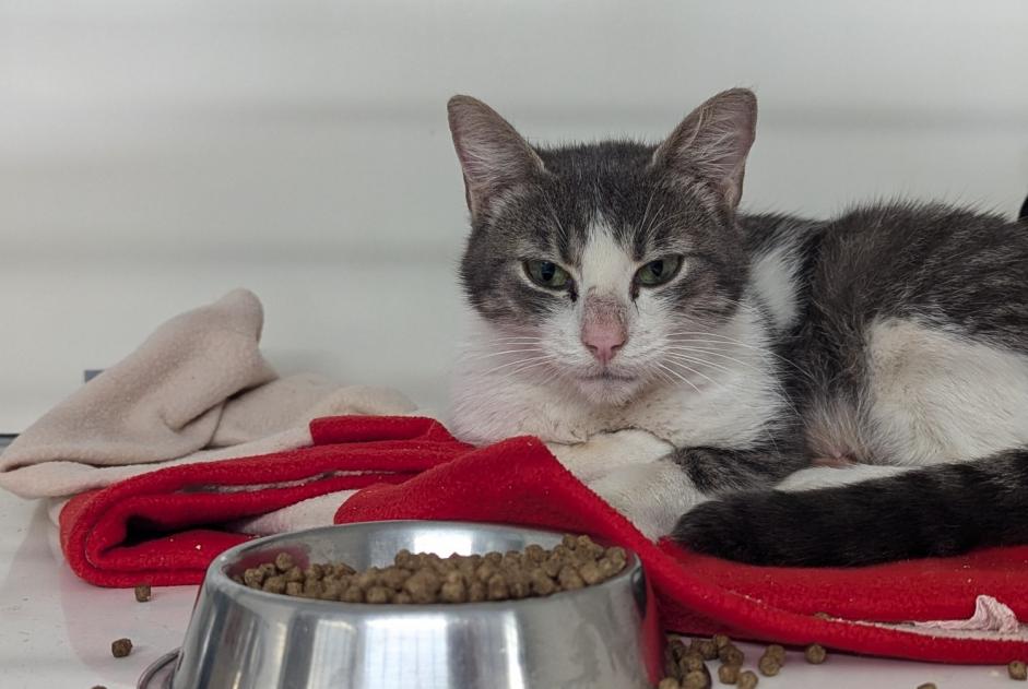 Alerta descoberta Gato Fêmea Vitré France Alerta descoberta Gato Fêmea Vitré France